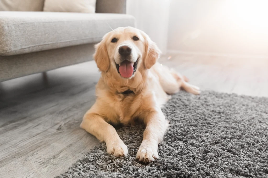 Carpet Cleaning in Gastonia NC