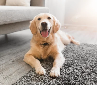 Carpet Cleaning in Gastonia NC