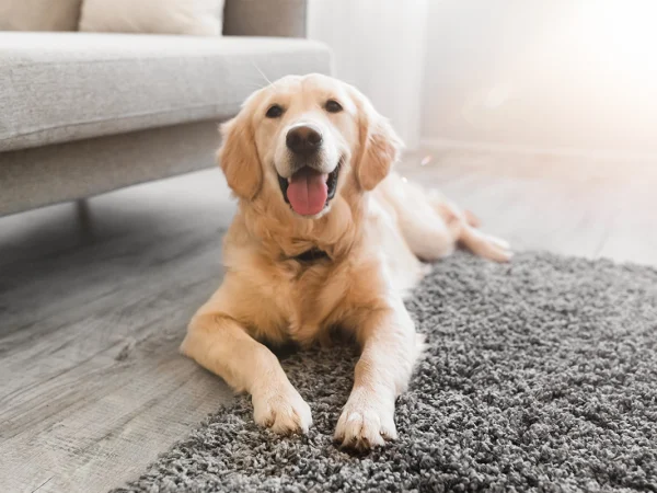 Carpet Cleaning in Gastonia NC