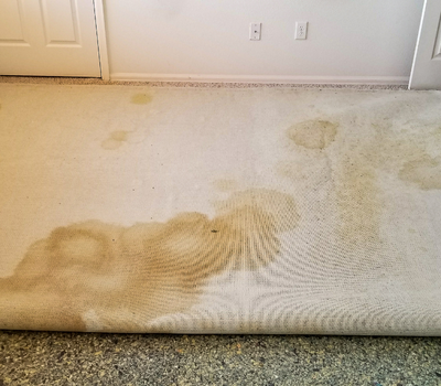 pet stain odor removal charlotte nc